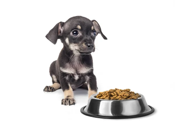 Welpen Terrier Fressen Futter Isoliert Auf Weißem Hintergrund — Stockfoto