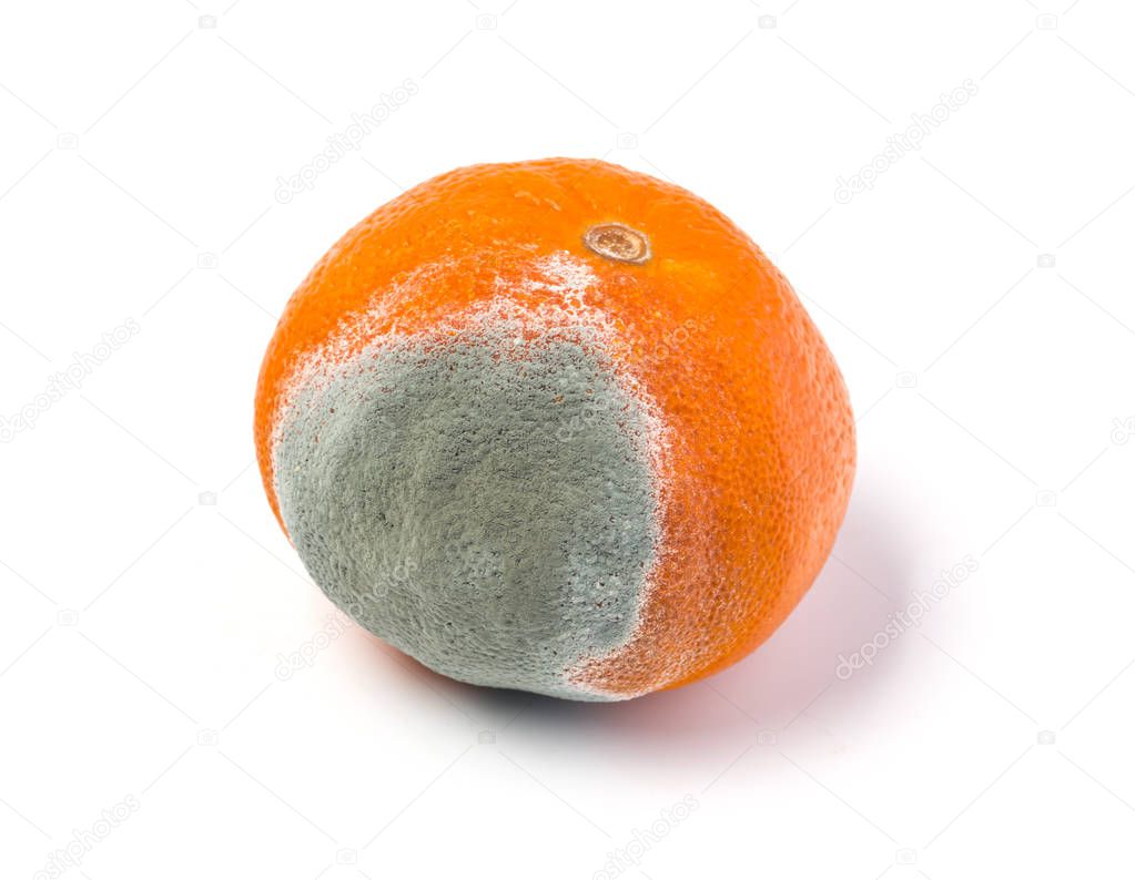 moldy mandarine on a white background isolated