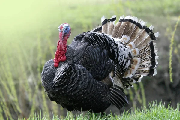 Wild Turkey Utkanten Skogen — Stockfoto