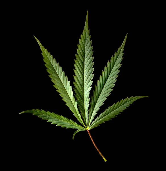 Bladeren Van Marihuana Een Zwarte Achtergrond Hennep Een Zwarte Achtergrond — Stockfoto