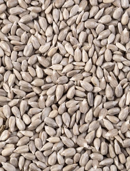 Sunflower Seeds Texture — Stock Photo, Image