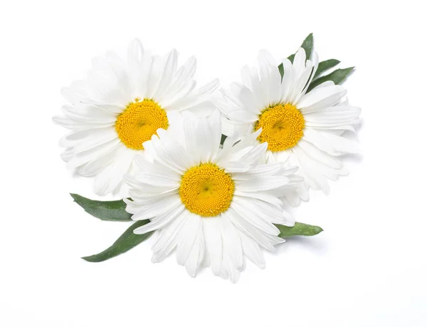 Belas Flores Camomila Fundo Branco — Fotografia de Stock