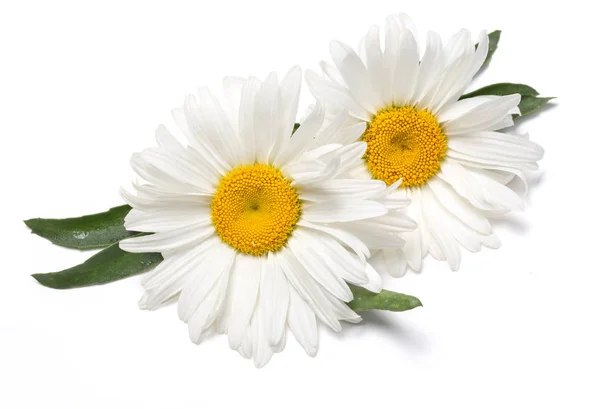 Belas Flores Camomila Fundo Branco — Fotografia de Stock