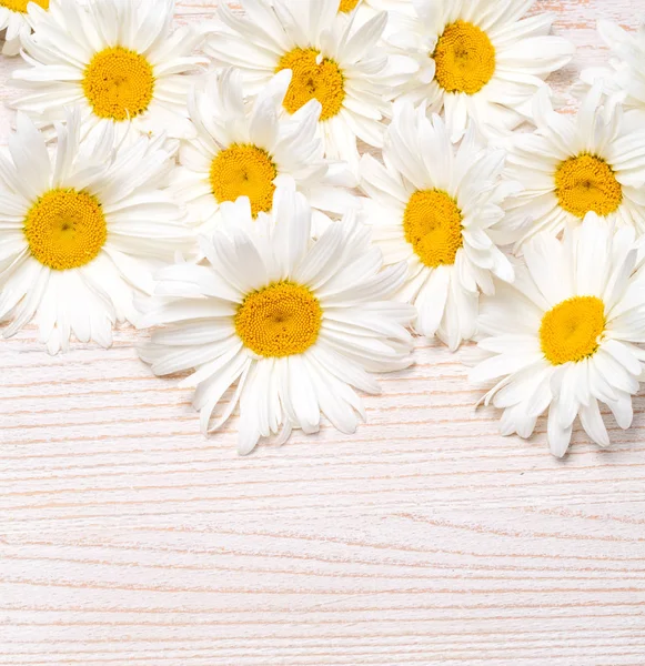 Gänseblümchen Kamillenblüten Auf Holzgrund Ansicht Mit Kopierraum — Stockfoto