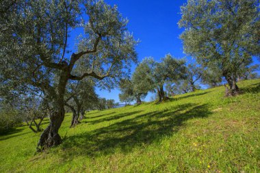 Zeytin ağaçları üst üste. Plantation Mountain, İtalya
