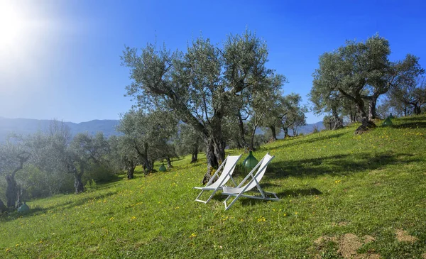 Zeytin Ağaçları Üst Üste Dağ Plantasyonunda — Stok fotoğraf