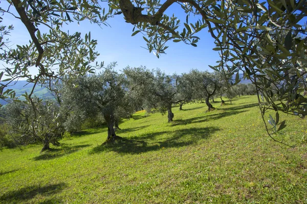 Olivenbäume Einer Reihe Plantage Den Bergen Italien — Stockfoto