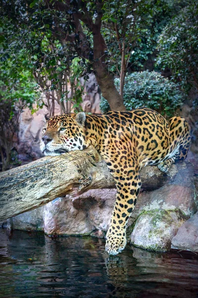 Una Jaguar Rilassa Tronco Albero — Foto Stock