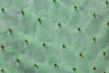 Closeup görünümü arka plan olarak yeşil kaktüs 