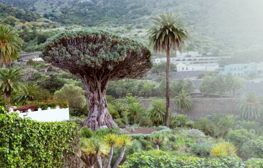 Bir ünlü konumlar Tenerife ve doğal sembolleri - antik ejderha (El Drago) ağacında Parque del Drago Icod de Los Vinostenerife, Kanarya Adaları