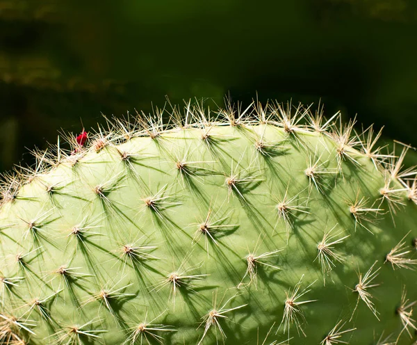 Primer Plano Las Espinas Cactus Cactus Fondo Con Espinas —  Fotos de Stock