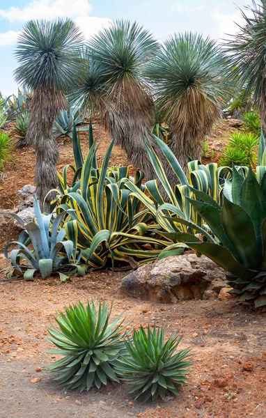 Hermosos Cactus Palmeras Arbustos Fondo —  Fotos de Stock