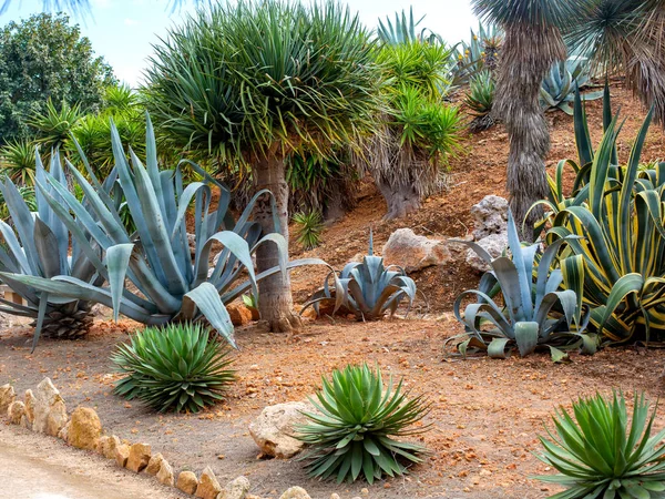 Indah Cacti Pohon Palem Dan Semak Semak Latar Belakang — Stok Foto