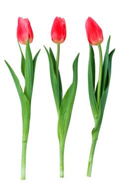 Beyaz arkaplanda kırmızı lale izole edildi