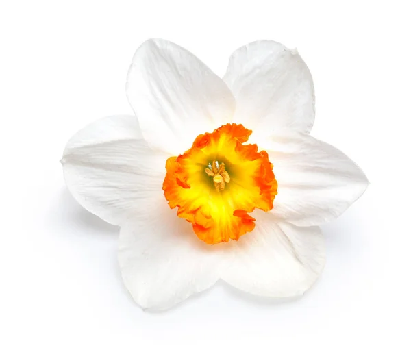 Flor Narciso Com Centro Amarelo Isolado Fundo Branco Com Caminho — Fotografia de Stock