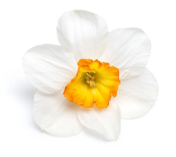 Fleur Une Jonquille Avec Centre Jaune Isolé Sur Fond Blanc — Photo