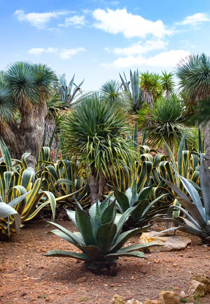 Hermosos Cactus Palmeras Arbustos Fondo —  Fotos de Stock