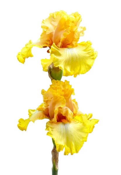 Large Flowers Iris Isolated White Clipping Path — Stock Photo, Image