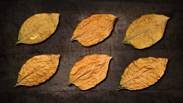 Folhas secas de tabaco — Fotografia de Stock