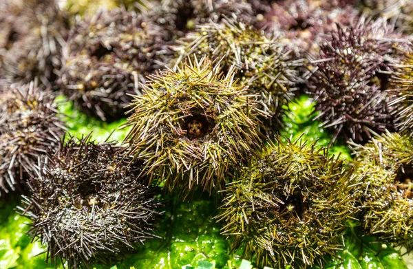 Sea urchins in a fish market