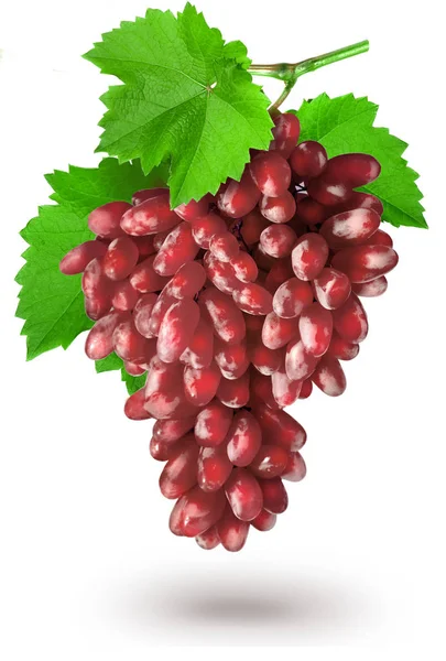 Rode druif geïsoleerd — Stockfoto
