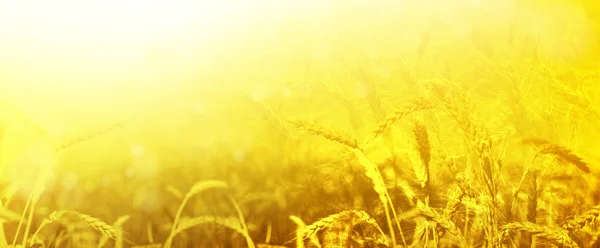 Orecchie di grano dorato primo piano . — Foto Stock