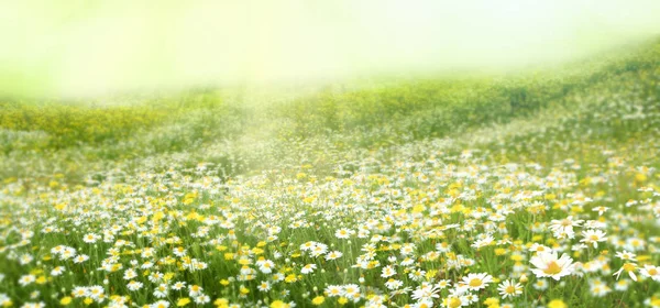 Äng med en blomma av camomiles — Stockfoto