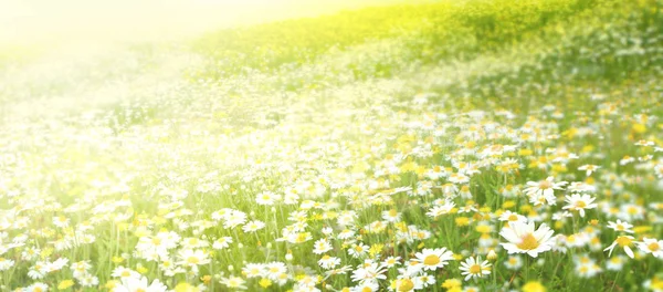 Prato con un fiore di camomilla — Foto Stock