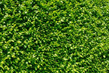 yeşil yapraklı bahçe,