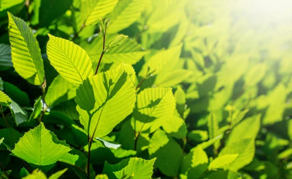 Green leaves  backgrounds — Stock Photo, Image