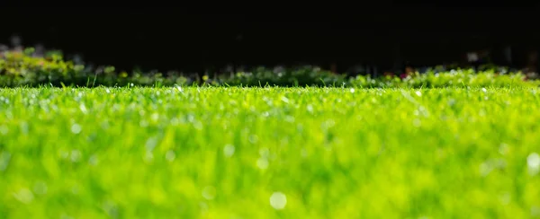 Zielona trawa ze słońcem — Zdjęcie stockowe