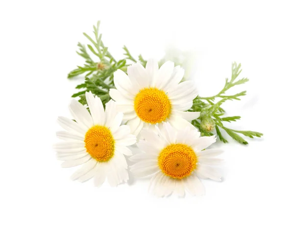 Camomila ou flores de camomila isoladas sobre branco — Fotografia de Stock