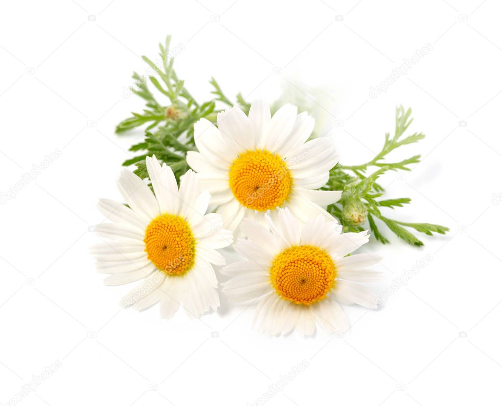 Chamomile or camomile flowers isolated on white 