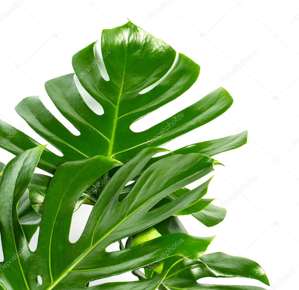 Exotic tropical monstera palm leaves 