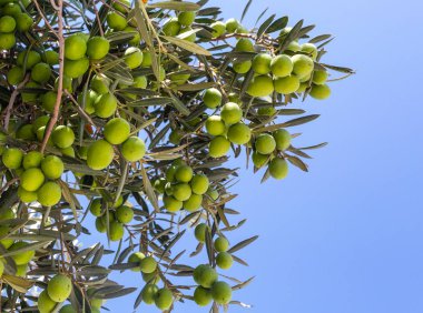 zeytin ağaçları Bahçe.