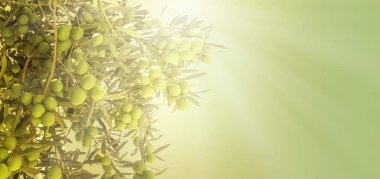 zeytin tarlası hasata hazır