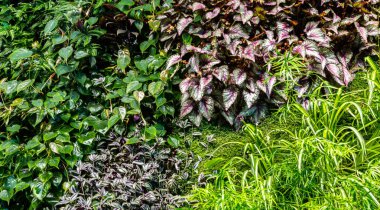 yeşil yapraklar arkaplan 