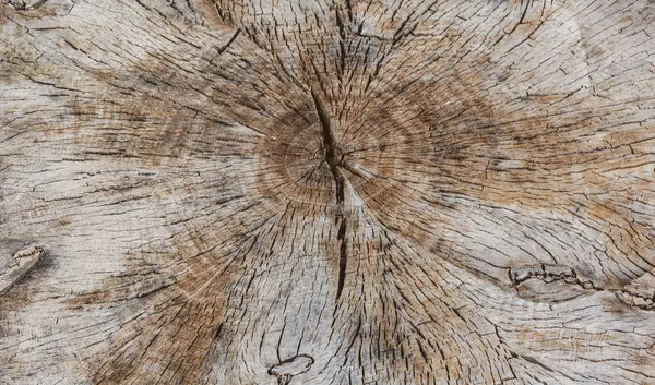 Holz Kreise Hintergrund — Stockfoto