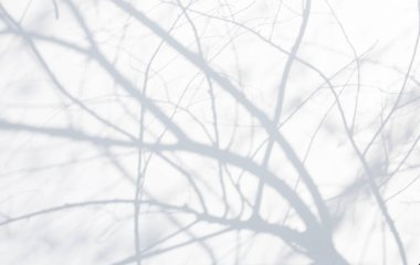 Arkaplan ve duvar kağıdı için beyaz duvar dokusu üzerine düşen doğal yaprak ağaç dalının soyut gri gölge arkaplanı, siyah ve beyaz tek renk tonu