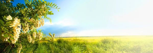 Fiore Acacia Sullo Sfondo Del Cielo Blu — Foto Stock