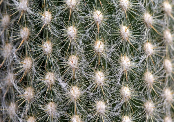 Close Van Stekels Cactus Achtergrond Cactus Met Stekels — Stockfoto