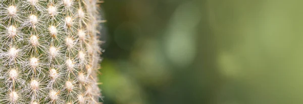 Närbild Kaktus Med Fluffiga Nålar Och Kopieringsutrymme — Stockfoto