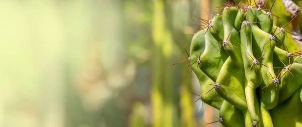 Fondo Primer Plano Cactus Con Espinas Largas Espacio Copia —  Fotos de Stock