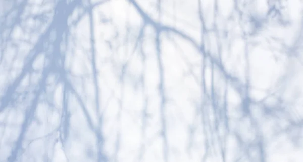 Abstrakte Graue Schatten Hintergrund Der Natürlichen Blätter Baumzweig Fallen Auf — Stockfoto
