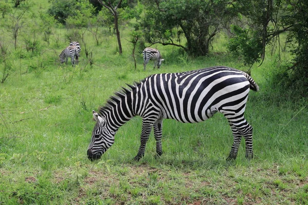 Zebra Grazing Ugandan National Park — Stock Photo, Image