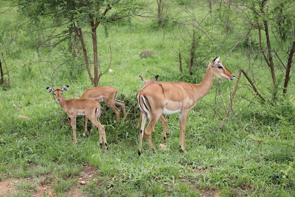 Küçük bir dişi Impala grubu.