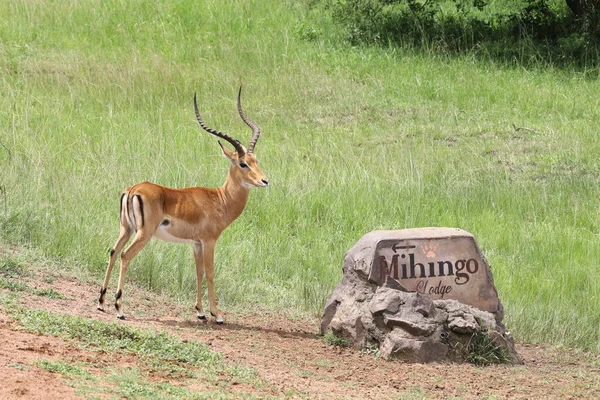 Impala Macho Adulto Con Astas Grandes — Foto de Stock