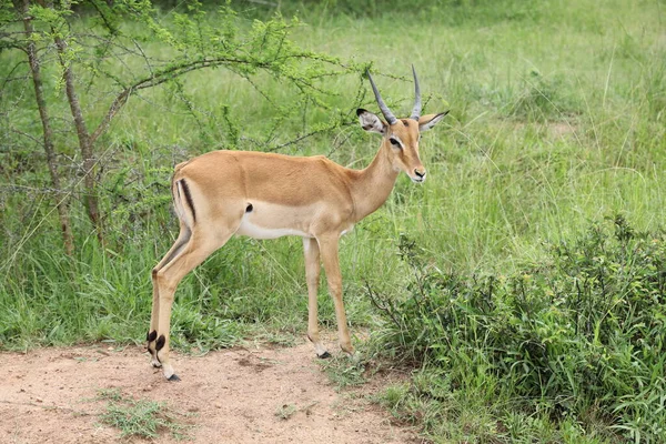 Genç erkek Impala parkta duruyor.