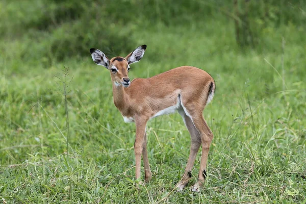 Young Impala Standing Grassland — Stock Photo, Image