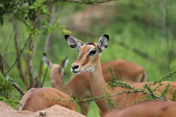 Dişi Impala başı ve omuzları